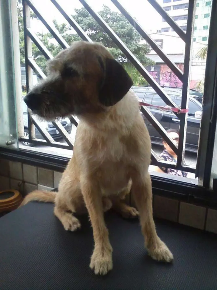 Cachorro ra a SRD idade 1 ano nome Nick