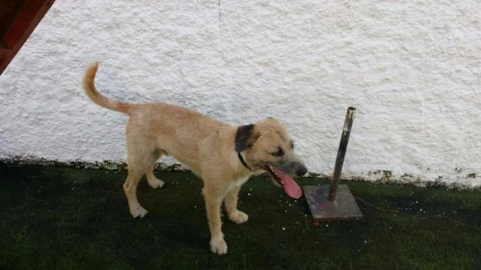 Cachorro ra a SRD idade 1 ano nome Nick