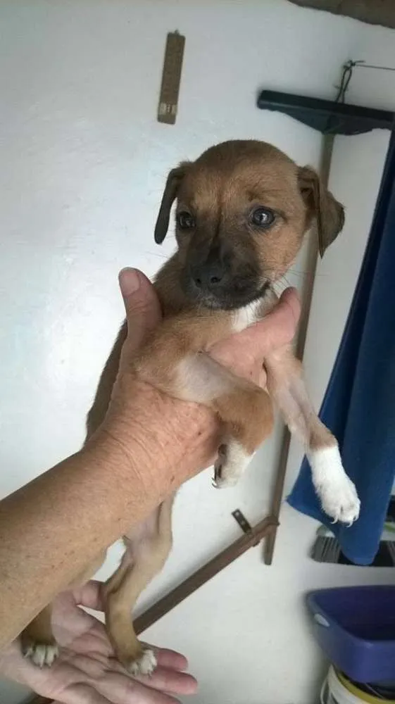 Cachorro ra a SRD idade 2 a 6 meses nome Luli