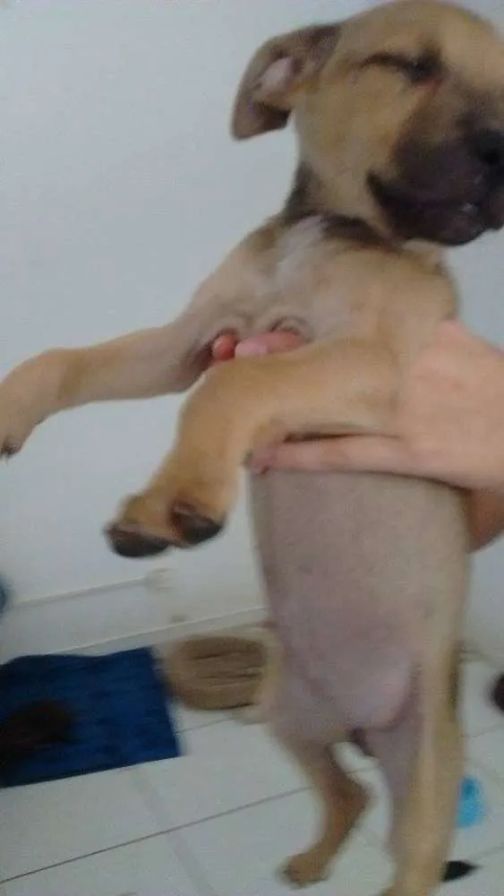 Cachorro ra a SRD idade 2 a 6 meses nome Lili