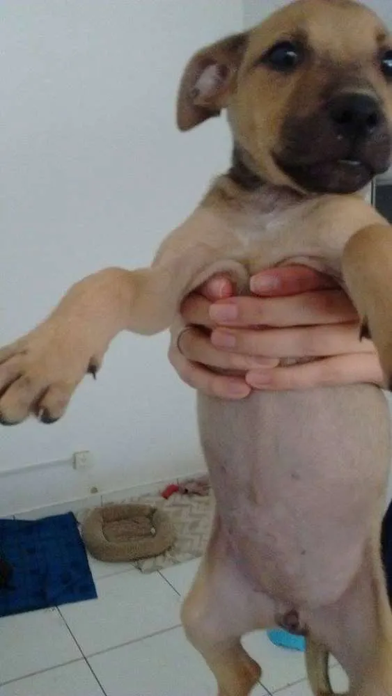 Cachorro ra a SRD idade 2 a 6 meses nome Lili