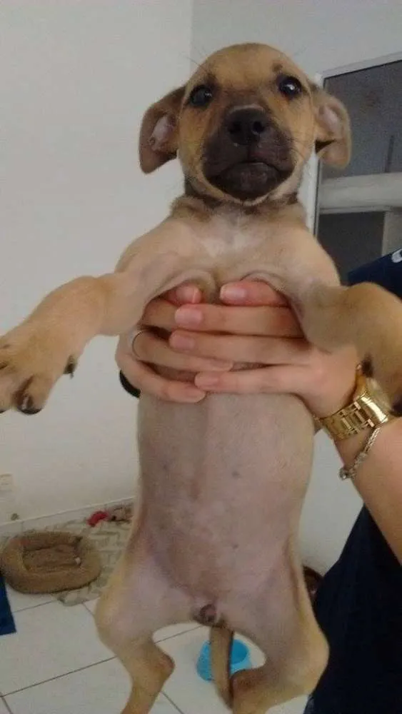 Cachorro ra a SRD idade 2 a 6 meses nome Lili