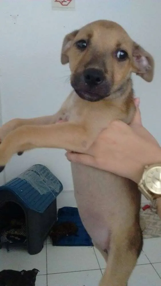 Cachorro ra a SRD idade 2 a 6 meses nome Lili