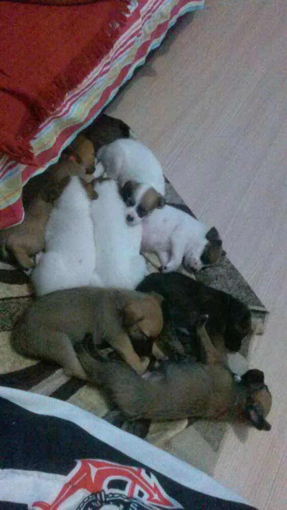 Cachorro ra a Vira-Lata idade Abaixo de 2 meses nome Ainda não tem nomes 