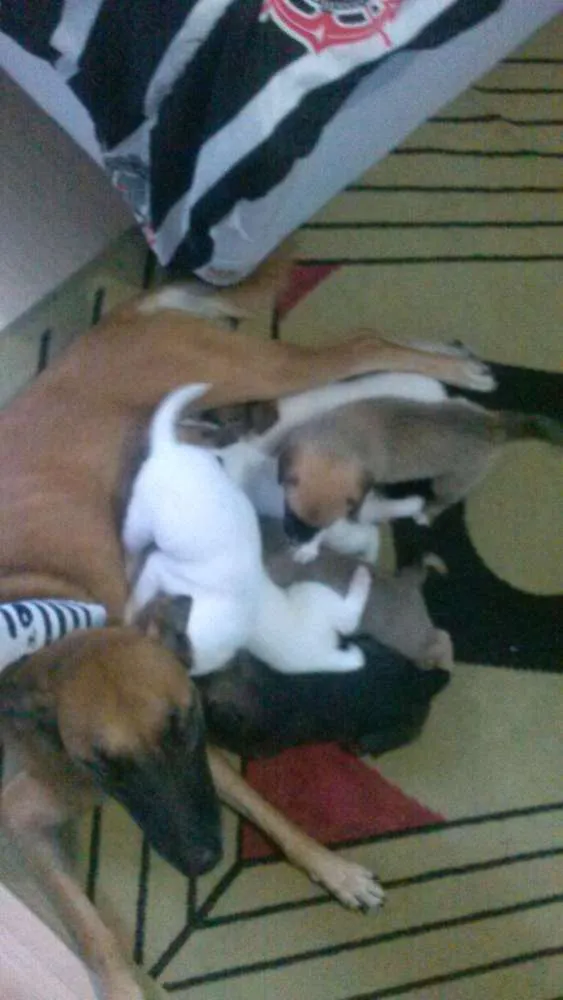 Cachorro ra a Vira-Lata idade Abaixo de 2 meses nome Ainda não tem nomes 