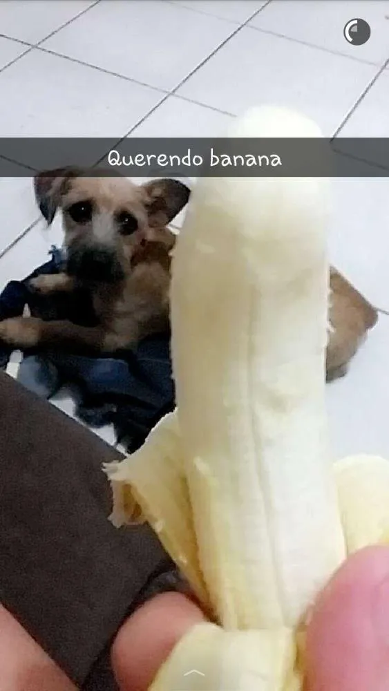 Cachorro ra a Vira lata idade 2 a 6 meses nome Bob