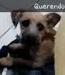 Cachorro raça Vira lata idade 2 a 6 meses nome Bob