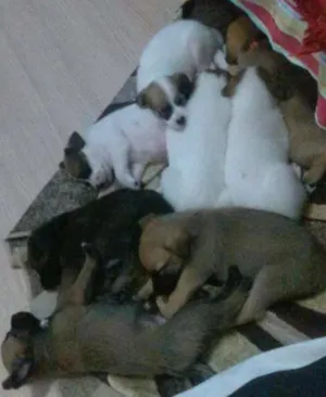 Cachorro raça Vira-Lata idade Abaixo de 2 meses nome Ainda não tem nomes 
