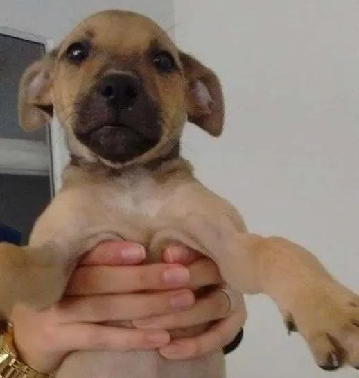 Cachorro ra a SRD idade 2 a 6 meses nome Lili