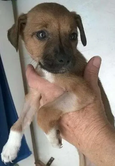 Cachorro ra a SRD idade 2 a 6 meses nome Luli