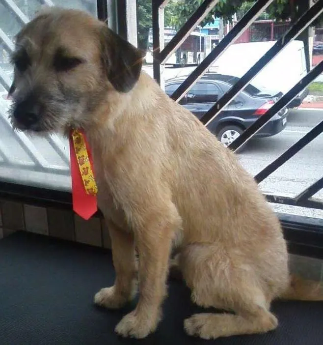 Cachorro ra a SRD idade 1 ano nome Nick