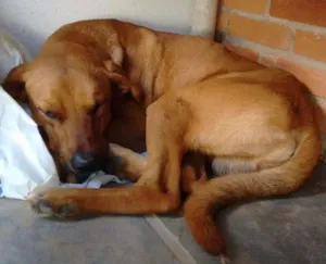 Cachorro raça SRD idade 1 ano nome Amarelo