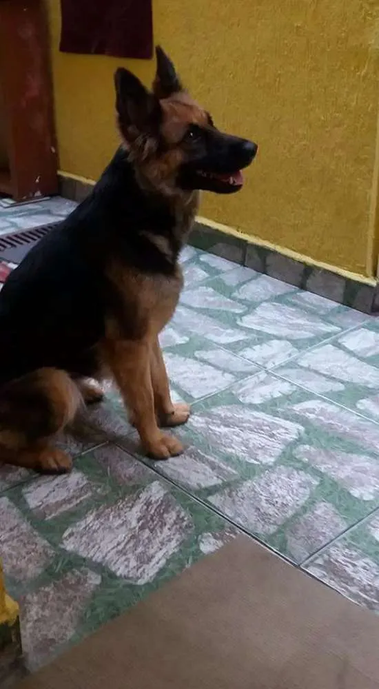 Cachorro ra a Pastor alemão  idade 2 anos nome Mily
