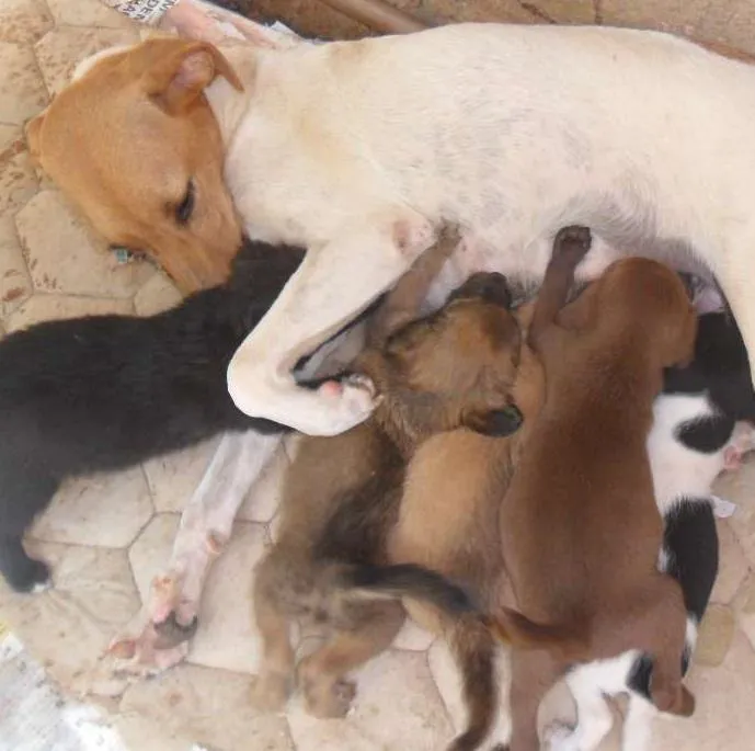 Cachorro ra a VIRA LATA idade 3 anos nome BOLINHA