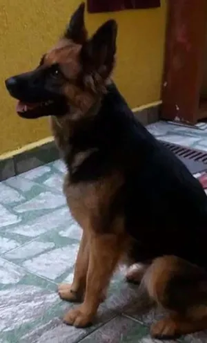 Cachorro raça Pastor alemão  idade 2 anos nome Mily