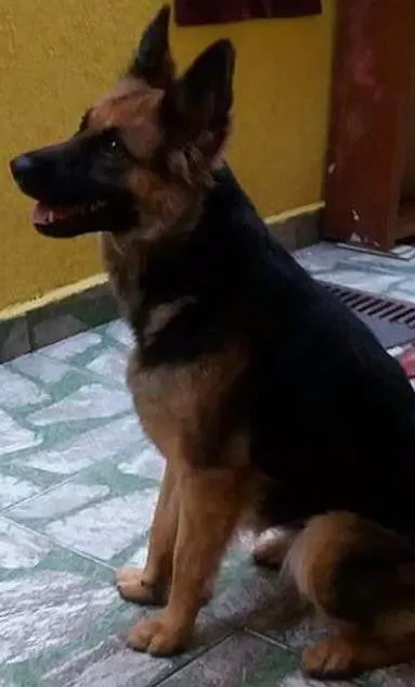 Cachorro ra a Pastor alemão  idade 2 anos nome Mily