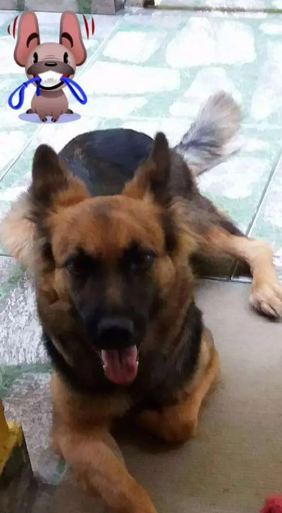 Cachorro ra a Pastor alemão  idade 2 anos nome Mily