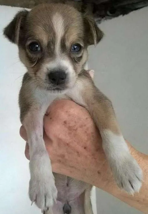 Cachorro ra a SRD idade 2 a 6 meses nome Diana