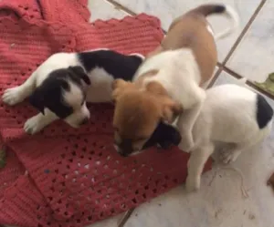 Cachorro raça sem raça idade 2 a 6 meses nome sem nome