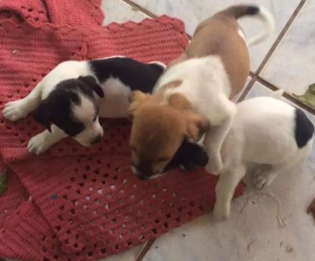 Cachorro ra a sem raça idade 2 a 6 meses nome sem nome