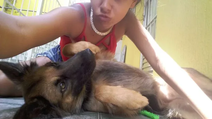 Cachorro ra a Pastor alemão  idade 2 anos nome Mily