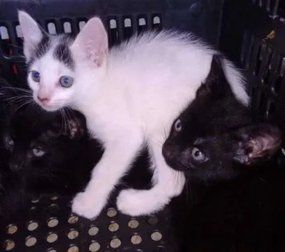 Gato raça **** idade 2 a 6 meses nome ***