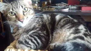 Gato raça Viralata  idade 2 a 6 meses nome Faísca