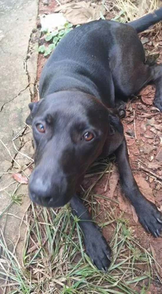 Cachorro ra a Mestiça Labrador idade 7 a 11 meses nome Nina