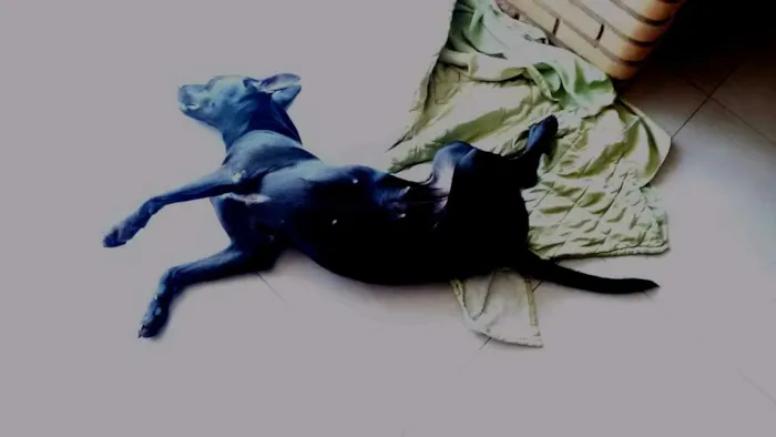 Cachorro ra a Mestiça Labrador idade 7 a 11 meses nome Nina