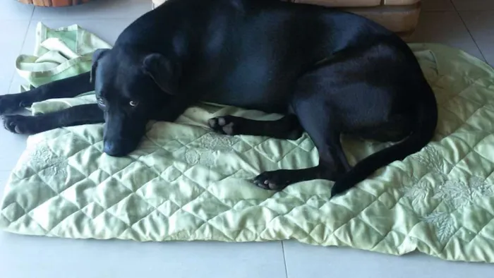 Cachorro ra a Mestiça Labrador idade 7 a 11 meses nome Nina