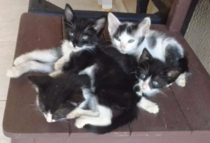 Gato ra a Vira lata idade 2 a 6 meses nome Sem nome