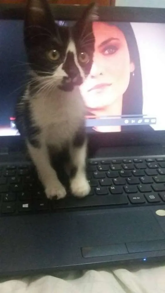 Gato ra a  idade 2 a 6 meses nome Sem Nome