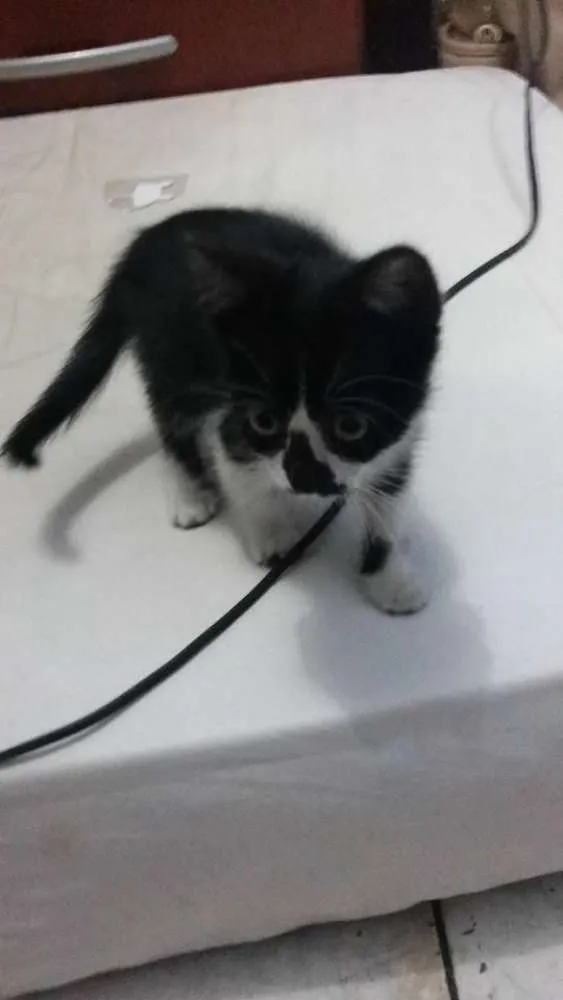 Gato ra a  idade 2 a 6 meses nome Sem Nome