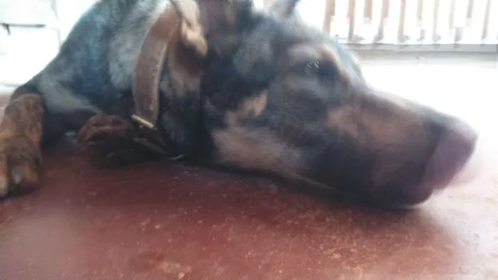 Cachorro ra a VIRA LATA  idade 1 ano nome ULE