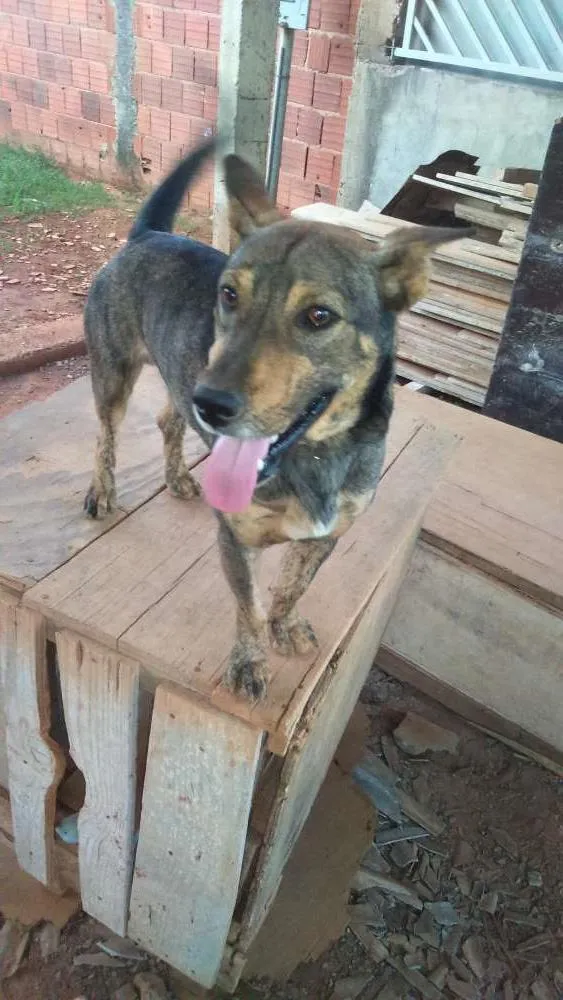 Cachorro ra a VIRA LATA  idade 1 ano nome ULE