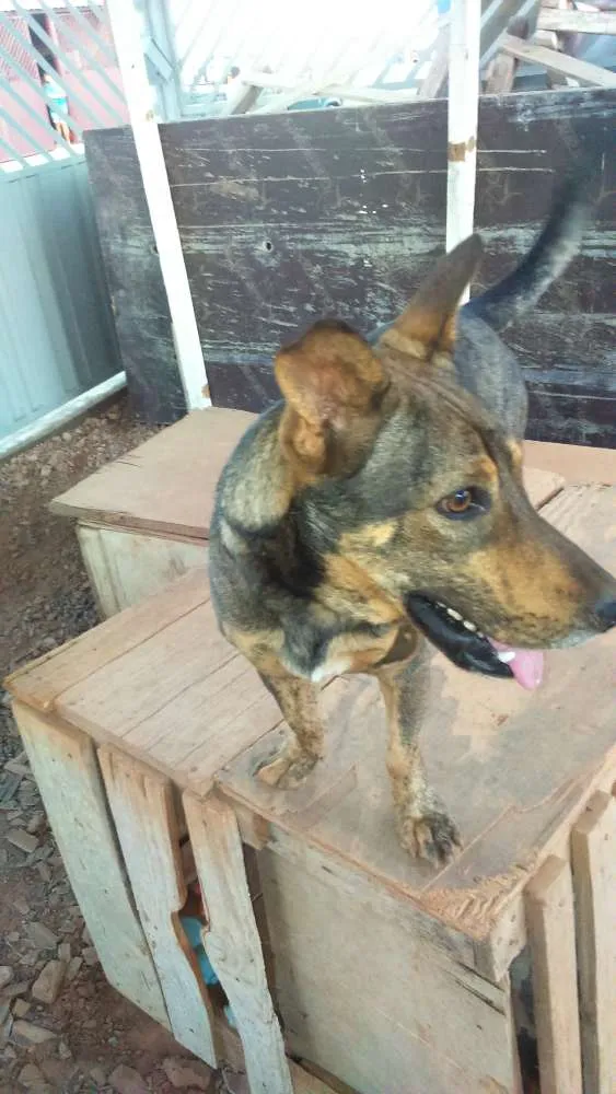 Cachorro ra a VIRA LATA  idade 1 ano nome ULE