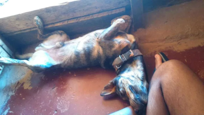 Cachorro ra a VIRA LATA  idade 1 ano nome ULE