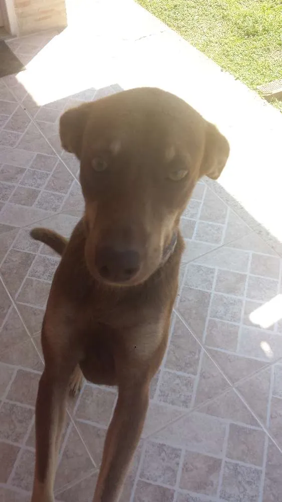 Cachorro raça Tipo Labrador  idade 1 ano nome Tobi
