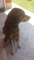 Tobi
