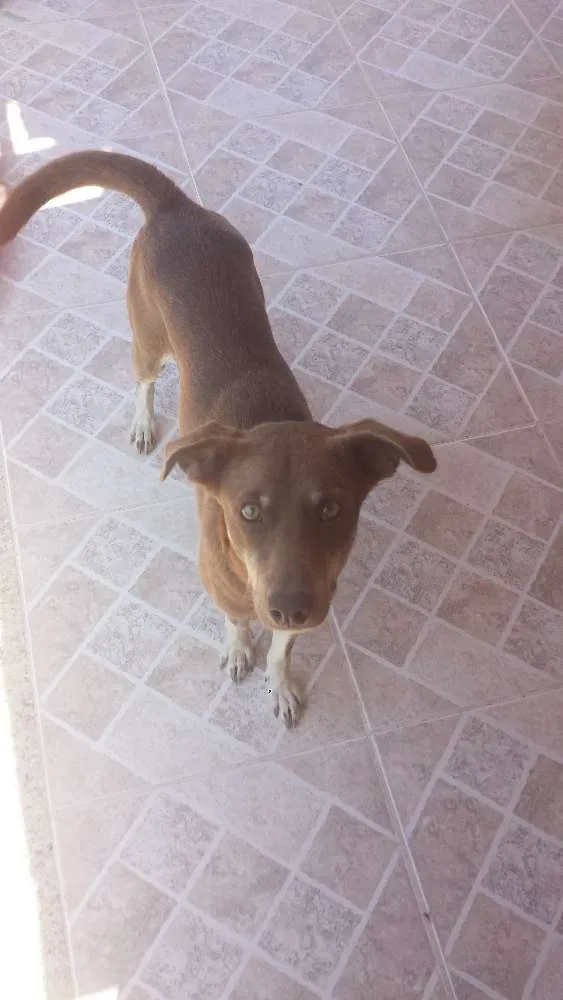 Cachorro raça Tipo Labrador  idade 1 ano nome Tobi