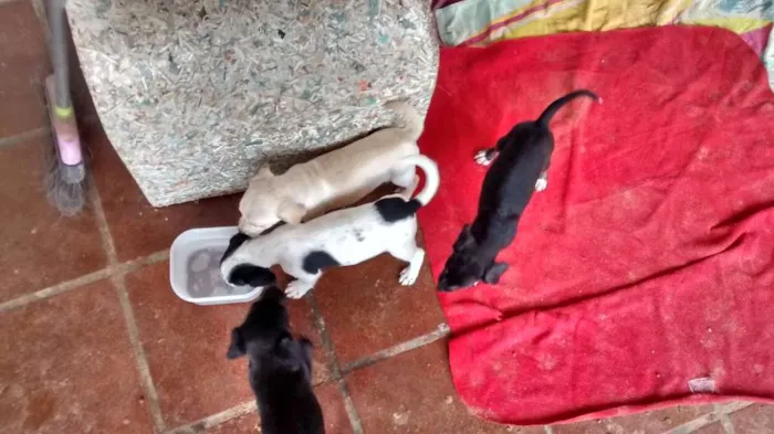 Cachorro ra a sem idade 2 a 6 meses nome ainda não têm