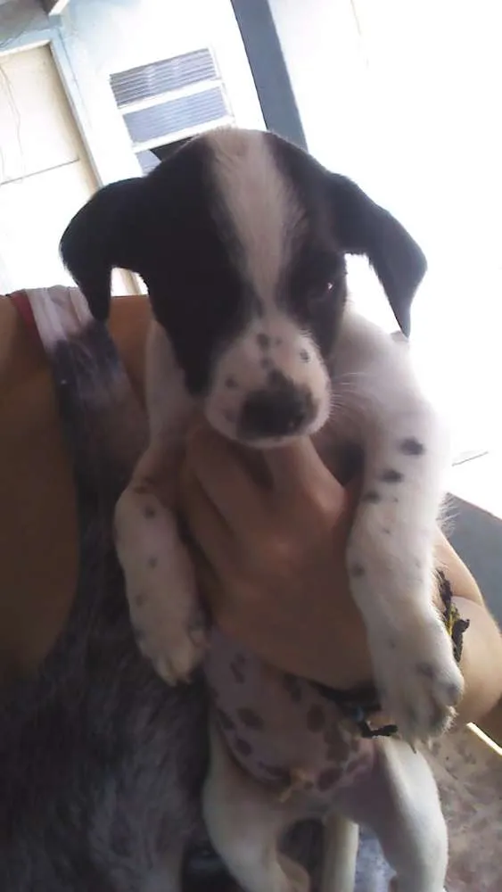Cachorro ra a sem idade 2 a 6 meses nome ainda não têm