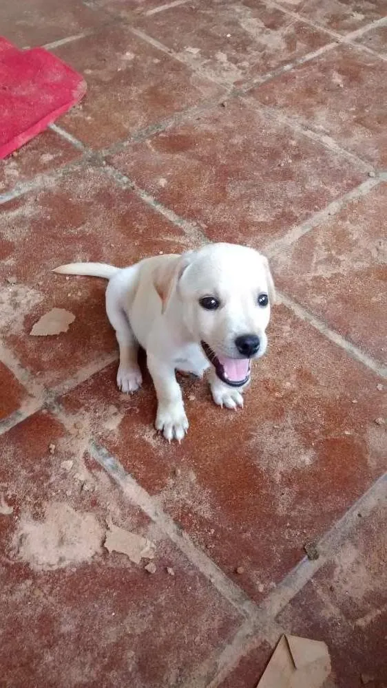 Cachorro ra a sem idade 2 a 6 meses nome ainda não têm
