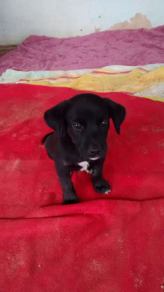 Cachorro ra a sem idade 2 a 6 meses nome ainda não têm