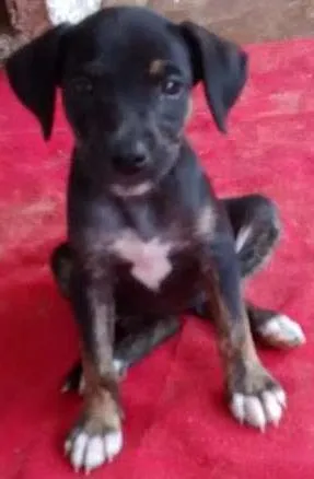 Cachorro ra a sem idade 2 a 6 meses nome ainda não têm