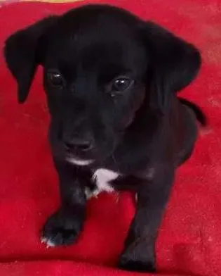 Cachorro ra a sem idade 2 a 6 meses nome ainda não têm