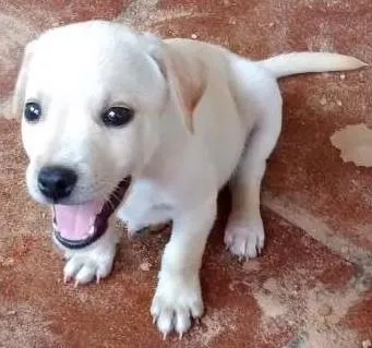 Cachorro ra a sem idade 2 a 6 meses nome ainda não têm