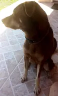 Tobi