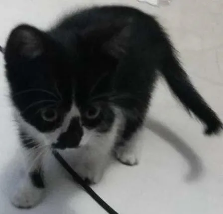 Gato ra a  idade 2 a 6 meses nome Sem Nome