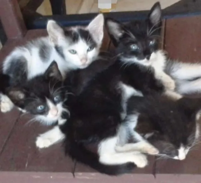Gato ra a Vira lata idade 2 a 6 meses nome Sem nome